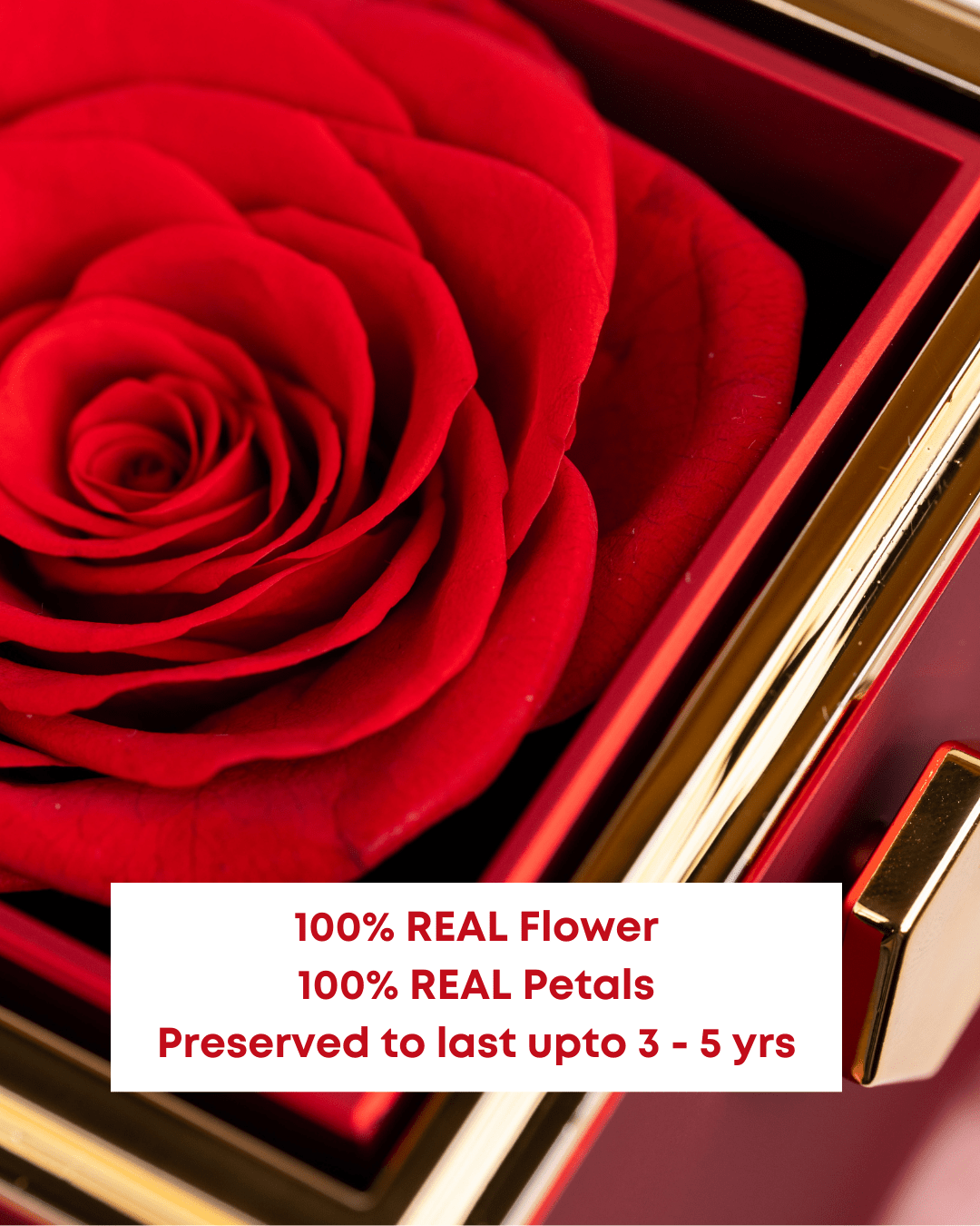 Original Preserved Rose Box & Premium Personalized Necklace - Name Strings